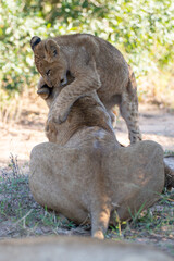 A female lion and her playful cub seen on a safari in South Africa