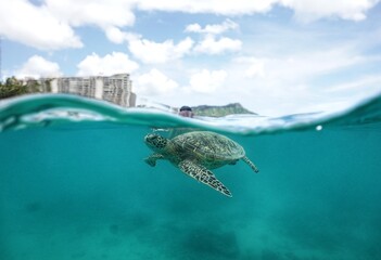 Snorkeling with Wild Green Sea Turtles in Hawaii

