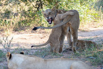 Naklejka na ściany i meble A female lion and her playful cub seen on a safari in South Africa