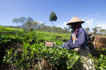 Naklejka na ściany i meble People were picking tea leaves at a tea plantation. Location in Kebun Teh Tambi Dieng Wonosobo Indonesia, the biggest tea plantation in Central Java