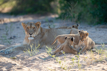 Playful lion cubs seen on a safari in South Africa