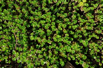 close-up of a green bush with leaves