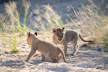 Playful lion cubs seen on a safari in South Africa