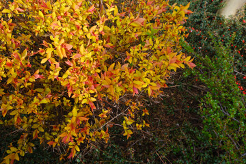 barberry bush with yellow leaves