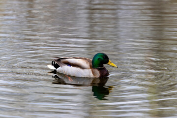 duck on the water