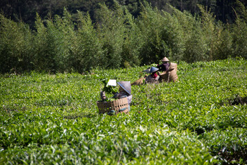 People were picking tea leaves at a tea plantation. Location in Kebun Teh Tambi Dieng Wonosobo Indonesia, the biggest tea plantation in Central Java