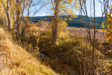 Gold colored leaves in the autumn trees Gudar mountains in Teruel Aragon Spain