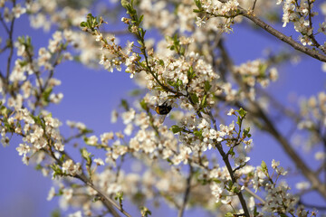 blossomed tree in early spring