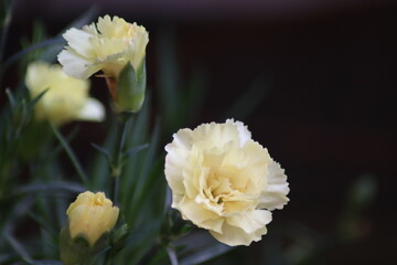 yellow and white flower