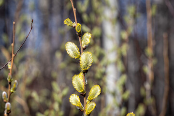 buds of willow