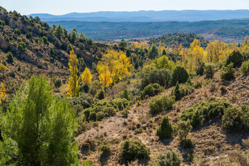 Gold colored leaves in the autumn trees Gudar mountains in Teruel Aragon Spain