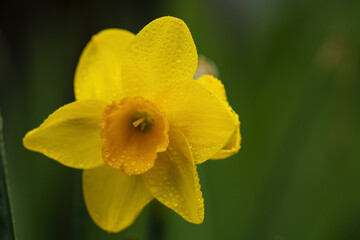 yellow pansy in the play colony