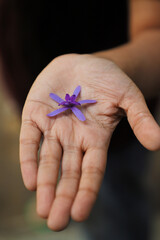 Close up of a brown hand holding a small and uncommon and unique shaped purple or violet flower in nature with space to write your text 