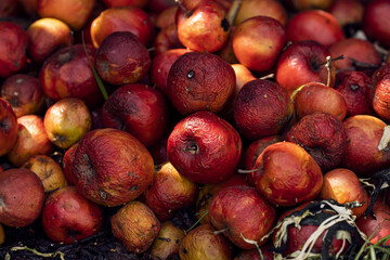 spring compost in the garden