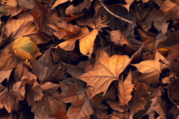 Dry leaves of golden colors in the fall. Piles of accumulated leaves.