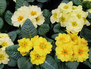 Yellow garden primroses among greenery in a greenhouse, macro photography, selective focus,...