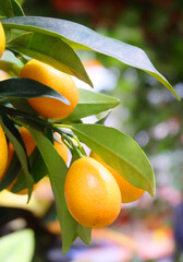 Indoor kumquat citrus fruits on a branch in a greenhouse, macro photography, selective focus, vertical orientation. - 430873144