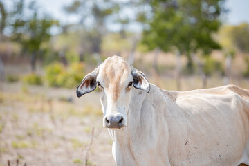 portrait of a cow