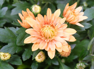 Pale golden chrysanthemum among the greenery in the garden, macro photography, selective focus. horizontal orientation.