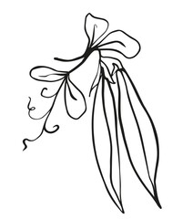 pea pod hand drawn one line, black and white minimalistic sketch of a vegetable on a white background, stylized vector graphic