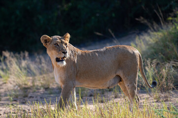 A female lion seen on a safari in South Africa