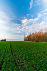 Fototapeta na wymiar spring green force on a cereal field