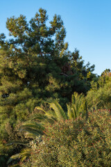Obraz na płótnie Canvas Pitsunda pine (Pinus brutia pityusa), breed of Calabrian or Turkish pine (Pinus brutia) on seaside embankment of resort town of Sochi. Close-up. Sprawling branches of Pitsunda pine against blue sky.