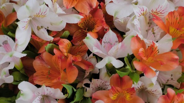 Large beautiful bouquet of orange and white peruvian lilies or alstroemeria flowers on rotating surface - close up. Floral, romantic, botanical, natural and gift concept