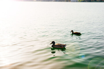 A nice photo of two ducks on a lake