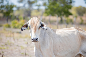 portrait of a cow