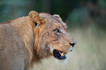 A young male lion seen on a safari in South Africa