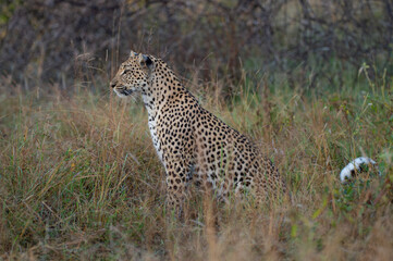 Female Leopard seen on a safari in South Africa