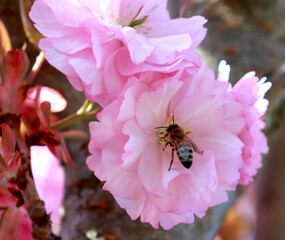 Bee on cherry tree blossom