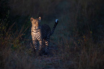A Young female leopard seen on a safari in South Africa