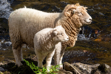 Portrait of a ewe and a lamb standing on a rock on a riverbank
