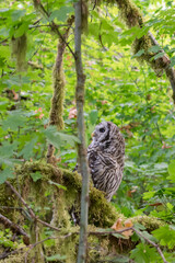 Barred Owl Resting in Quiet Forest