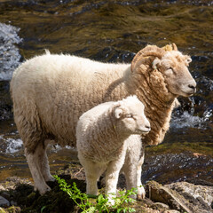 Portrait of a ewe and a lamb standing on a rock on a riverbank