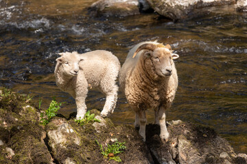 Naklejka na ściany i meble Portrait of a ewe and a lamb standing on a rock on a riverbank