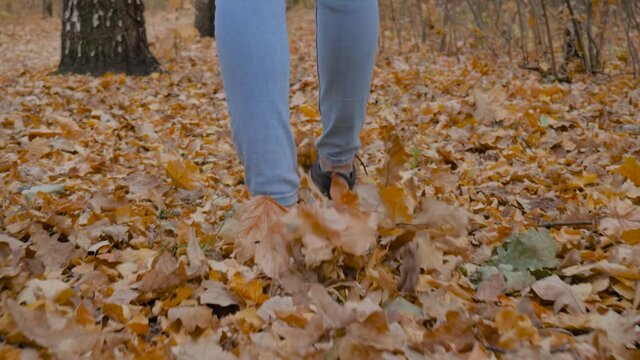 Slow motion: woman legs in blue jeans, black sneakers walking on road with orange fallen leaves in autumn park, forest - close up, low angle steadicam shot. Active outdoor lifestyle, freedom concept