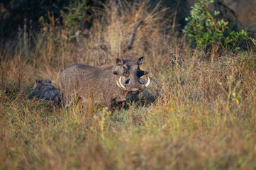 Warthog Boar seen on a safari in South Africa