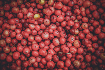 Cranberry background, berry texture. Red berry. Sour berry