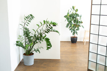home indoor plants in the interior 