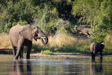 Elephants having a drink on a safari in South Africa