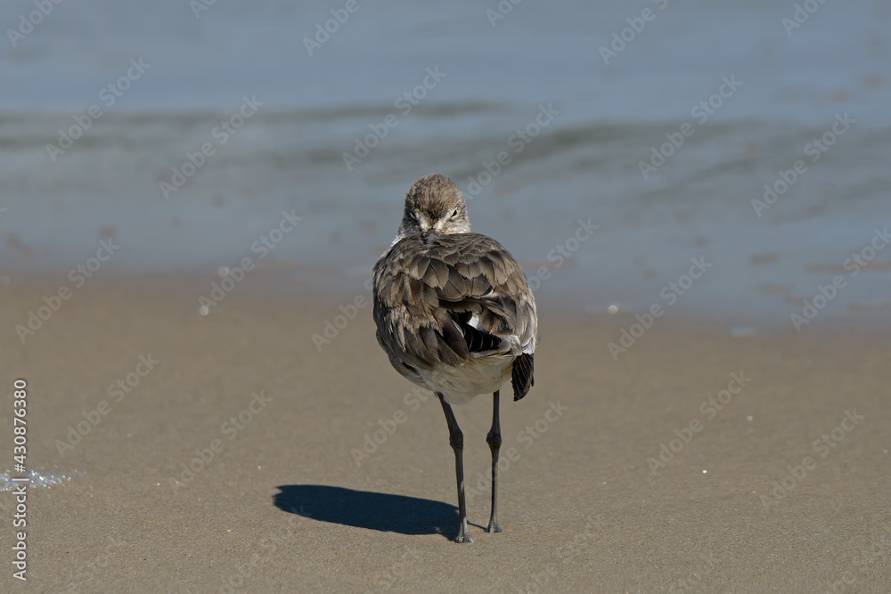 Canvas Prints a willet on the beach. it is a large and robust shorebird and sandpiper and largest of the species c