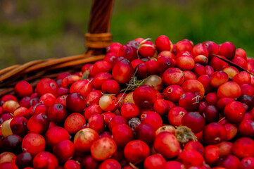 Fresh cranberries in a basket on the moss