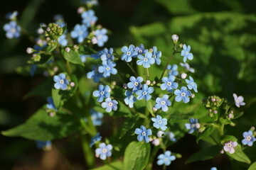 small five-petalled blue flowers