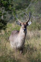 A Waterbuck male seen on a safari in South Africa
