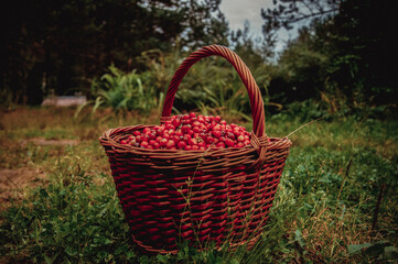 Fototapeta na wymiar Fresh cranberries in a basket on the moss