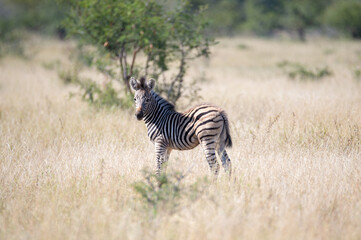 Southern Plains Zebra seen on a safari in South Africa