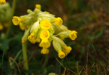 vibrant yellow spring cowslips growing wild in open meadows on Salisbury Plain military training area  